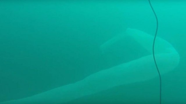 Un plongeur néo-zélandais tombe nez à nez avec une étrange créature : Ca ressemblait à un énorme préservatif