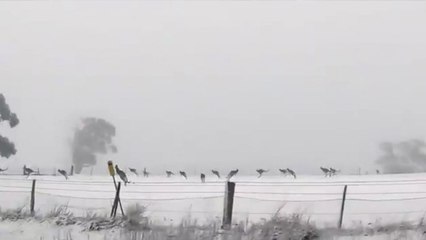 Les images rares d'une armée de kangourous sous la neige