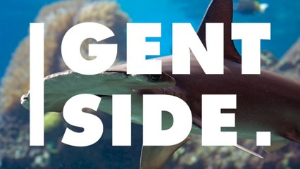 Des chercheurs découvrent un nouveau requin à la tête très étrange en plein milieu de l'océan