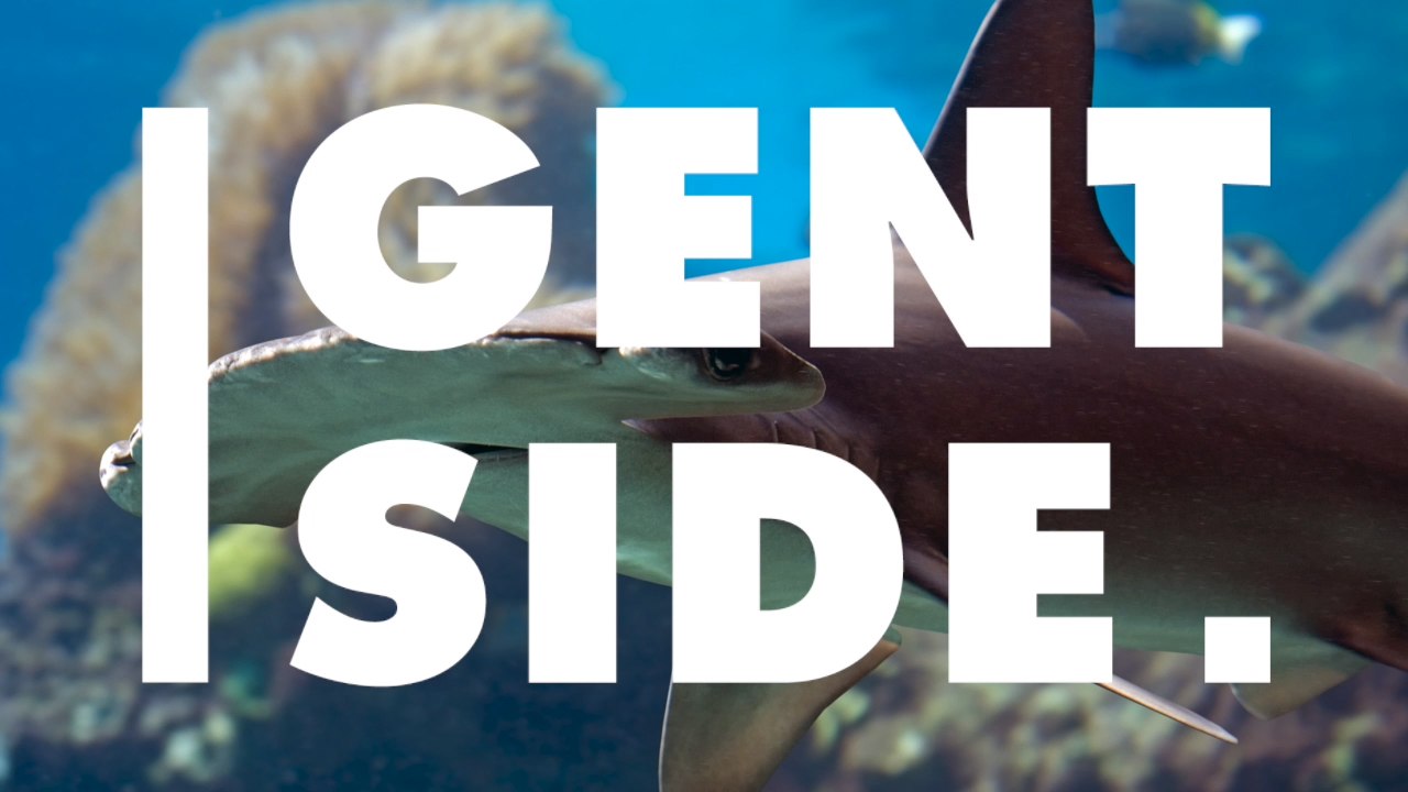 Des chercheurs découvrent un nouveau requin à la tête très étrange en plein milieu de l'océan