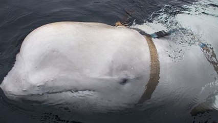 Norvège : ils découvrent une "baleine espion" soupçonnée d'avoir été entraînée par la Russie (VIDEO)