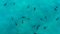 Floride : en filmant sa famille avec un drone, il repère un requin qui nageait quelques mètres plus loin