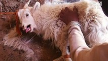 H&M renonce au cachemire après la publication de cette vidéo de chèvres maltraitées