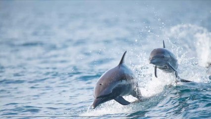 Des pêcheurs hilares voulaient se faire "un bon bifteck" de dauphin, les associations s'indignent (VIDEO)