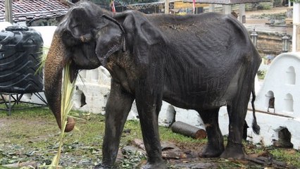 Un éléphant squelettique forcé de défiler dans un festival, les images choc (PHOTOS)