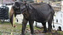 Un éléphant squelettique forcé de défiler dans un festival, les images choc (PHOTOS)