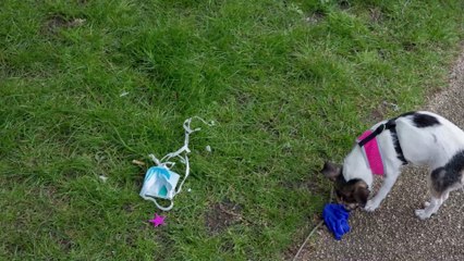 Coronavirus : doit-on désinfecter son animal de compagnie avec du gel hydroalcoolique pendant l'épidémie ?