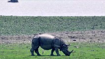 Coronavirus : les braconniers profitent du confinement pour tuer plus de rhinocéros