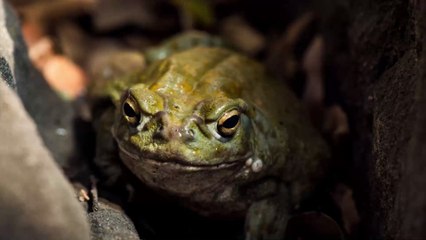 Un acteur porno arrêté pour la mort d'un homme empoisonné au venin de crapaud