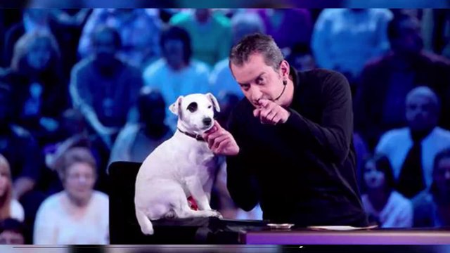 Christophe Dechavanne : Adeck, son célèbre chien qui le suivait partout à la télévision, est mort