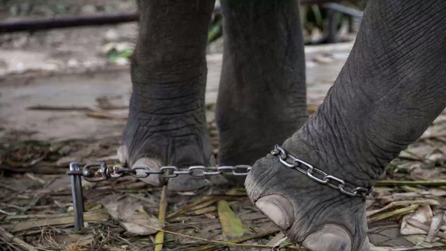 Dressage des éléphants à touristes en Thaïlande : les images choc dévoilées par une ONG (VIDÉO)