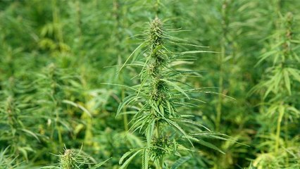 Culture de cannabis : pourquoi l'Etat autorise certaines plantations?