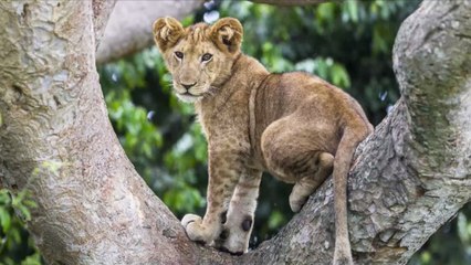 Pyrénées-Orientales : elle promène son chien près de Perpignan et tombe sur... un lionceau