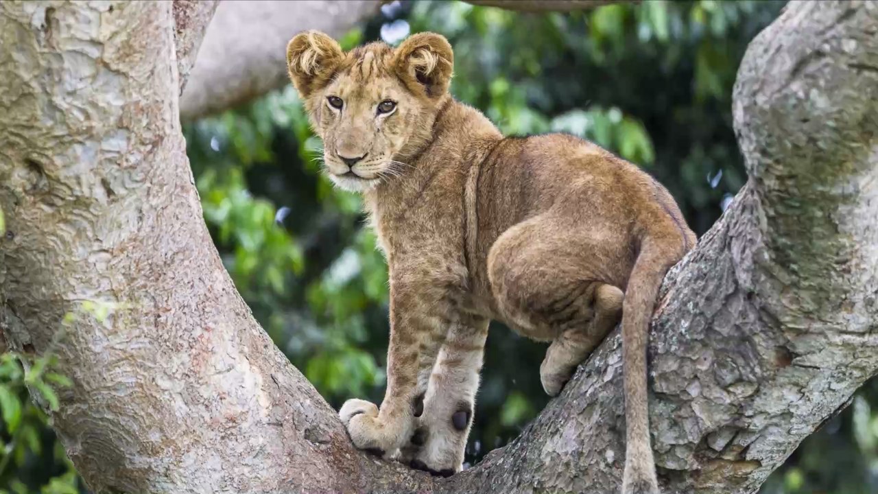 Pyrénées-Orientales : elle promène son chien près de Perpignan et tombe sur... un lionceau