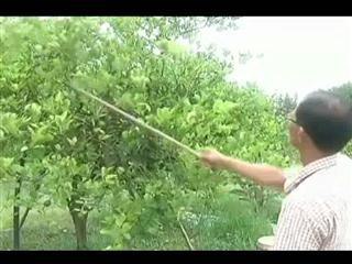 Tuai hasil tanaman limau nipis di luar musim