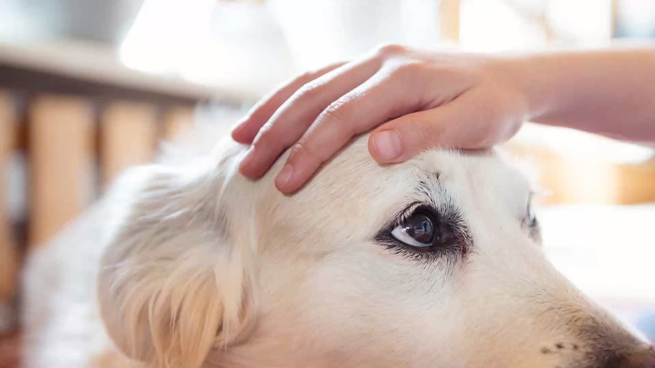 Calcul de l'âge des chiens : une nouvelle méthode suggérée par des chercheurs