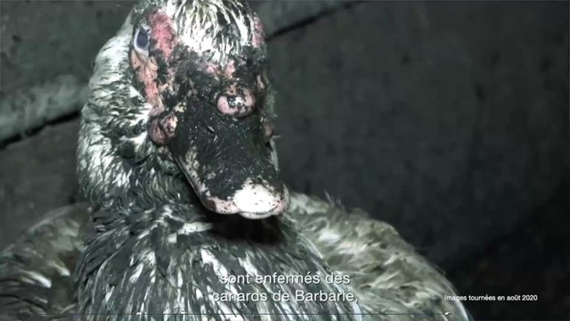 L214 : l'association diffuse ses pires images jamais tournées dans un élevage de canard à Lichos (64)