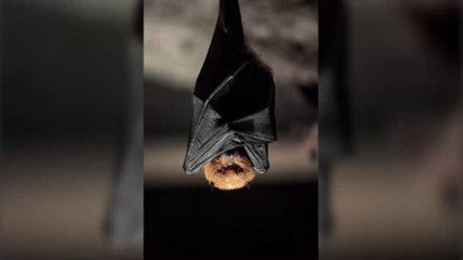 Coronavirus : quand une soupe de chauve-souris faisait trembler le monde entier
