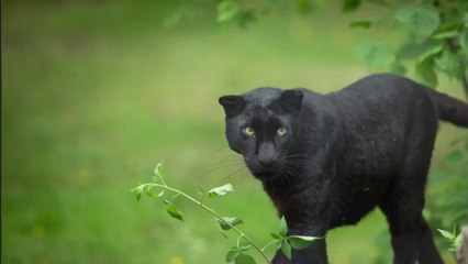 États-Unis : Il paye 150 dollars pour voir un léopard et se fait attaquer