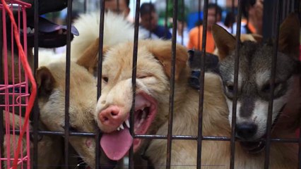 Yulin : Le festival de la viande de chats et de chiens a bien lieu