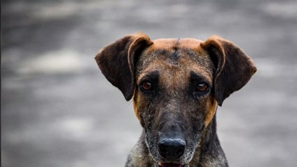 Coronavirus : Il est arrêté par la police parce qu'il promène un faux chien en plein couvre-feu (Vidéo)