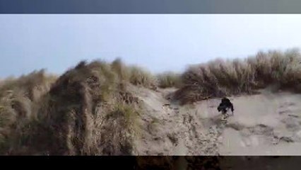 Dog Gets Face Full of Sand at the Beach