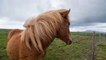 Chevaux mutilés : l'augmentation des cas de chevaux mutilés et tués en France inquiète