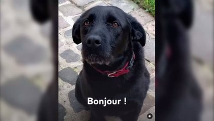 Emmanuel Macron : il publie une vidéo de son chien Nemo pour faire passer un message important