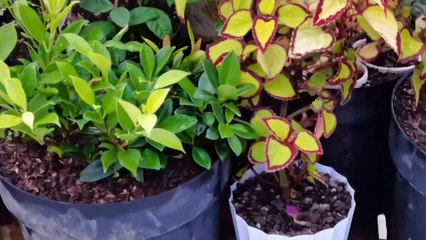 Growing Eggplant with fruits in the empty bottles