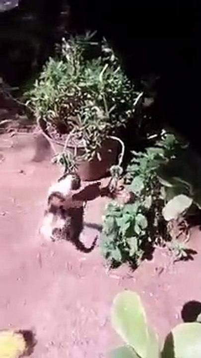 Cat funny chat 