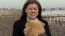 Insolite : cette journaliste se fait voler son micro par un chien