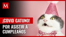 Personas se contagian de covid-19 tras asistir a fiesta de cumpleaños de un gato