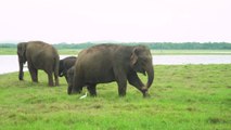 Sri Lanka : le pays adopte une mesure insolite pour protéger ses éléphants