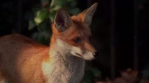 Angleterre : sauvetage d’un renard piégé dans des filets de but de football