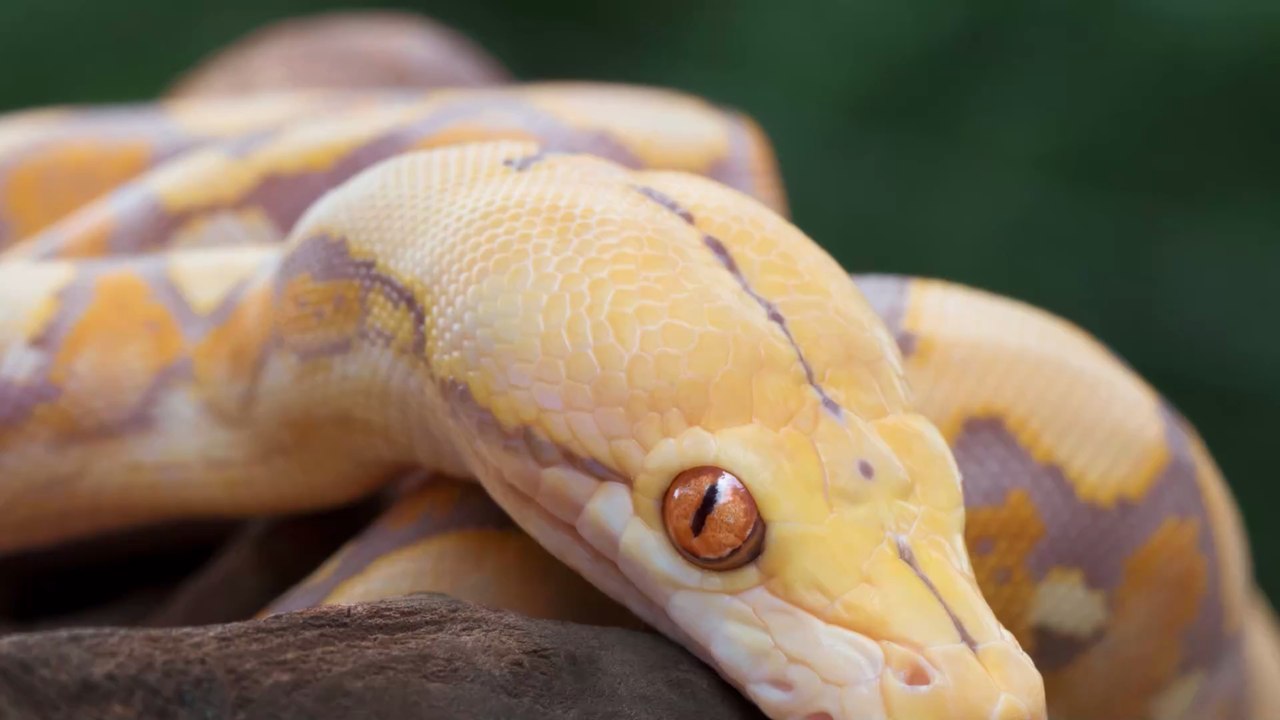 Autriche : un homme mordu aux testicules par un serpent aux toilettes