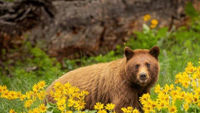 Russie : un ours attaque une dresseuse enceinte et crée la panique dans un cirque