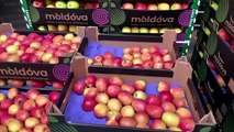 Moldova's apple growers struggle amid Ukraine crisis