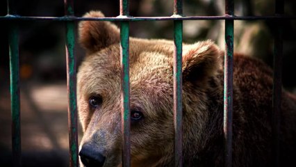 Russie : une vidéo révèle le dressage cruel et illégal de chiens de chasse sur des ours bruns