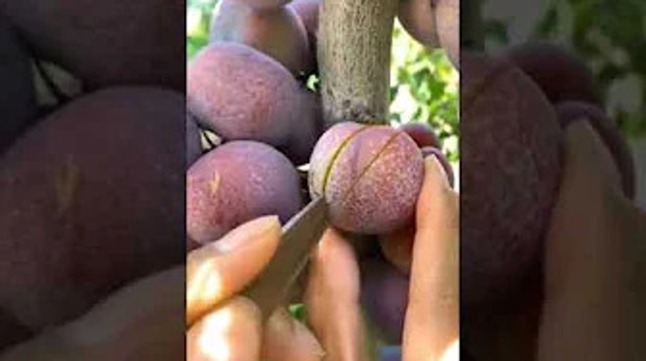 fruit
