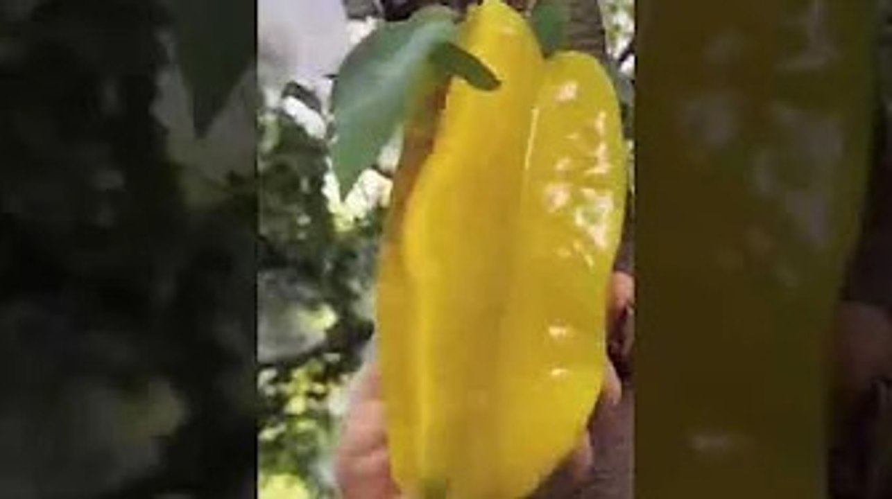 fruit