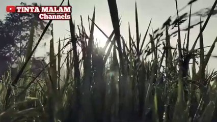 ayahku yang gagah perkasa cerita romantis