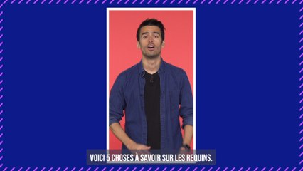 Requins : 5 choses à savoir sur cet animal plus vieux que les dinosaures