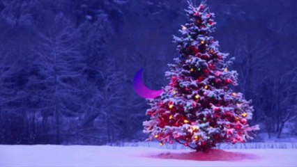 Afrique du Sud : un serpent mortel découvert dans un sapin de Noël (VIDÉO)