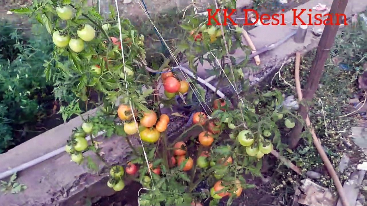 tomato farming