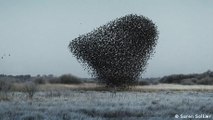 Stunning photos featuring flocks of birds