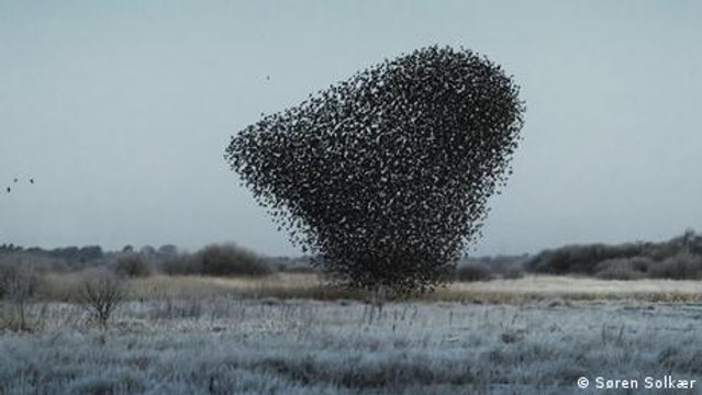 Stunning photos featuring flocks of birds