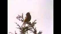 NOVA Documentary - Why Do Birds Sing?_
