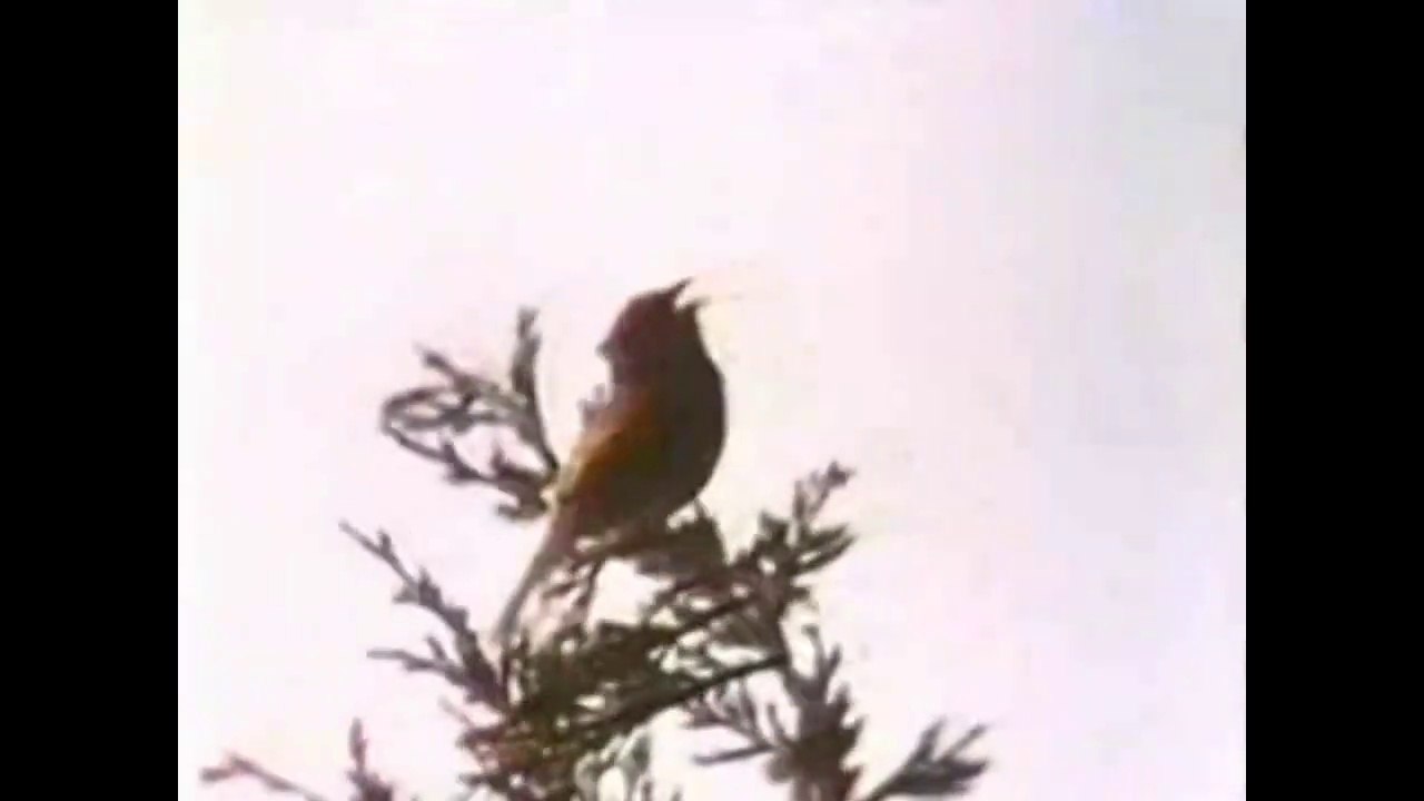 Why Do Birds Sing?