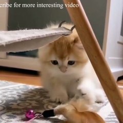 cute cat funny video , baby cat funny video, best funny video Animals Funny videos, baby funny video