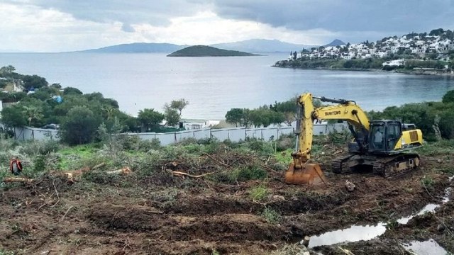 Bodrum’da özelleştirilen arazide ağaç katliamı…